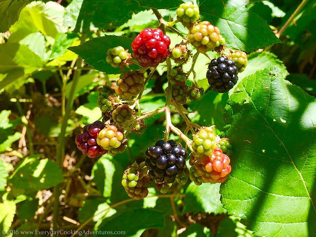 Marilyn Batali's Blackberry Pie Â©EverydayCookingAdventures2016